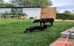 Mixed Breed dogs for sale: Dachshund x with Suluki Greyhound  - Image 2