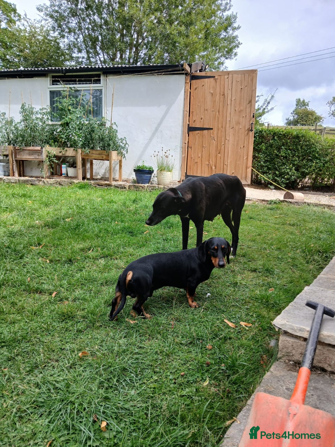 Mixed Breed dogs for sale: Dachshund x with Suluki Greyhound  - Image 2