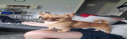 Chihuahua dogs for stud: Apple head chihuahua  - Advert 2