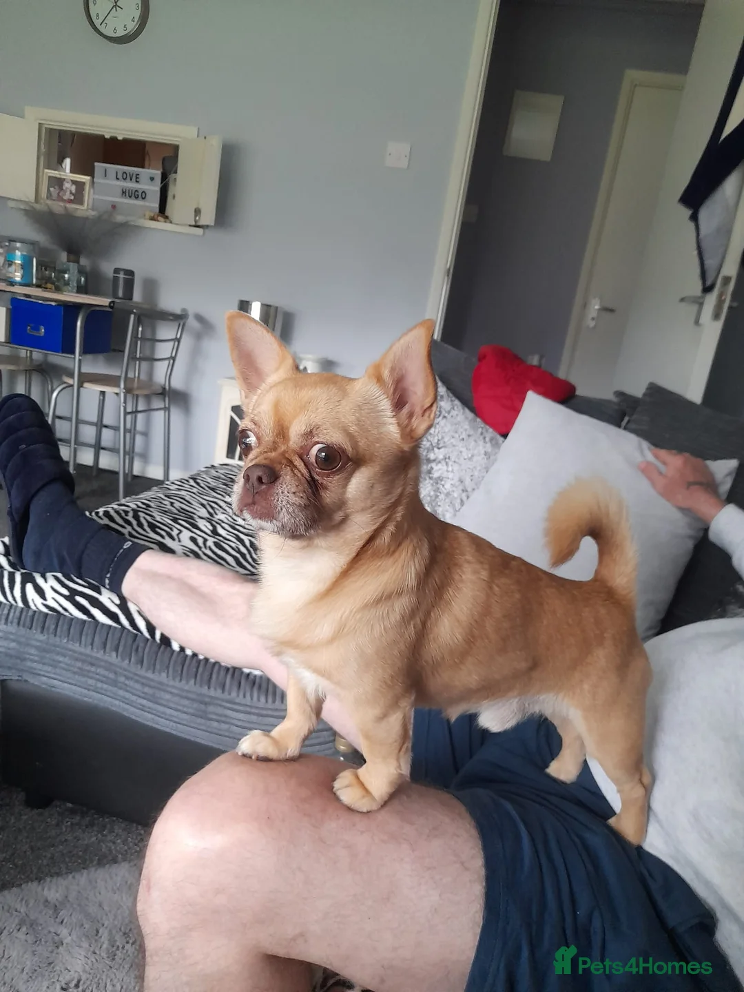 Chihuahua dogs for stud: Apple head chihuahua  - Advert 2