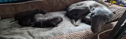 Whippet dogs for sale: Whippet puppies ready to reserve - Advert 17