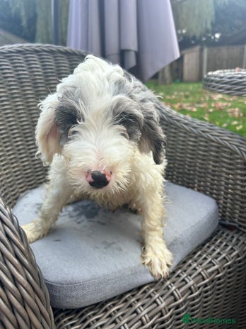 Cockapoo dogs - Advert 12