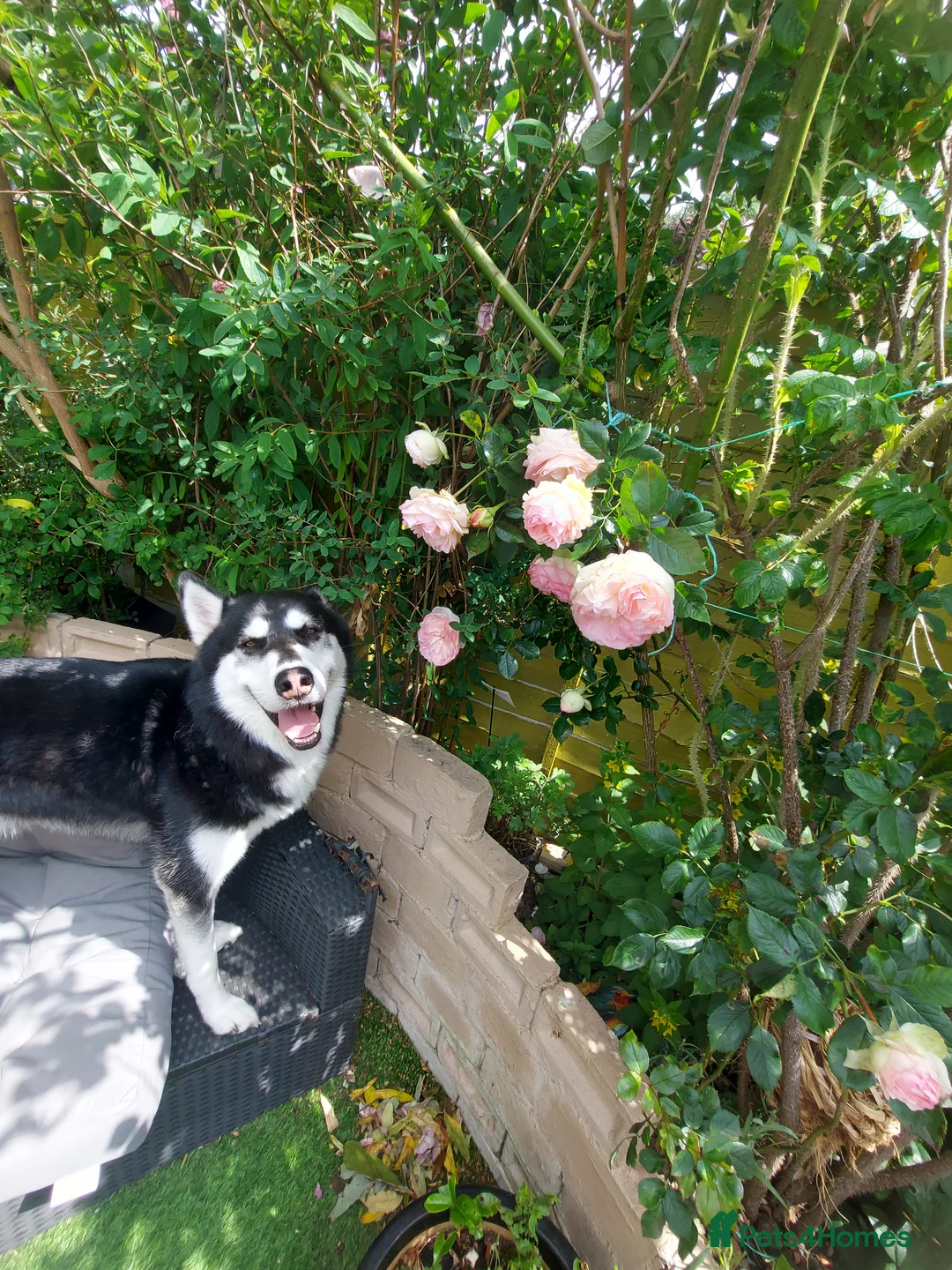 Siberian Husky dogs for stud: Shiloh, siberian husky for stud - Advert 5