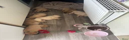Mixed Breed dogs for sale: FRENCHIE chows  - Advert 3