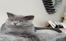British Shorthair cats for sale: British Shorthair Male — experience needed! - Advert 8