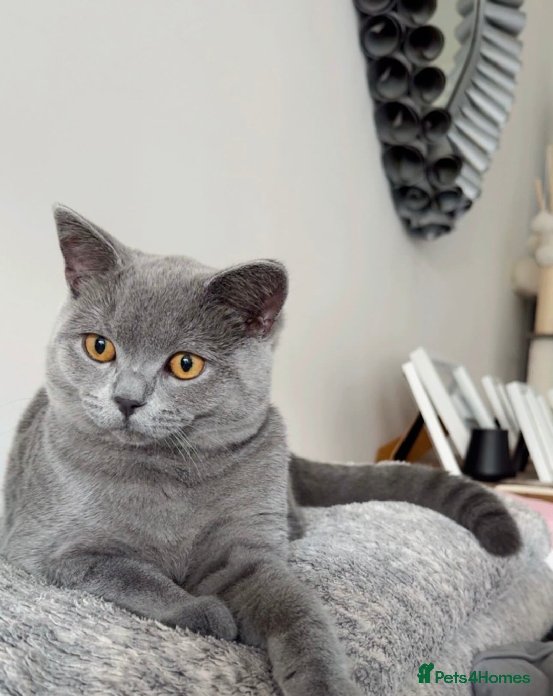 British Shorthair cats for sale: British Shorthair Male — experience needed! - Advert 8