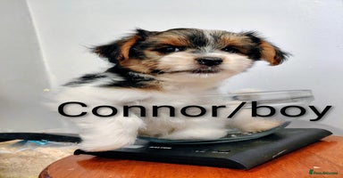 Biewer Terrier dogs - Advert 12