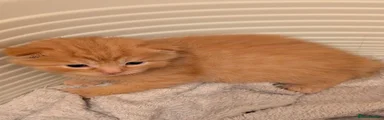 Ragdoll/Persian/Mixed Breed 2