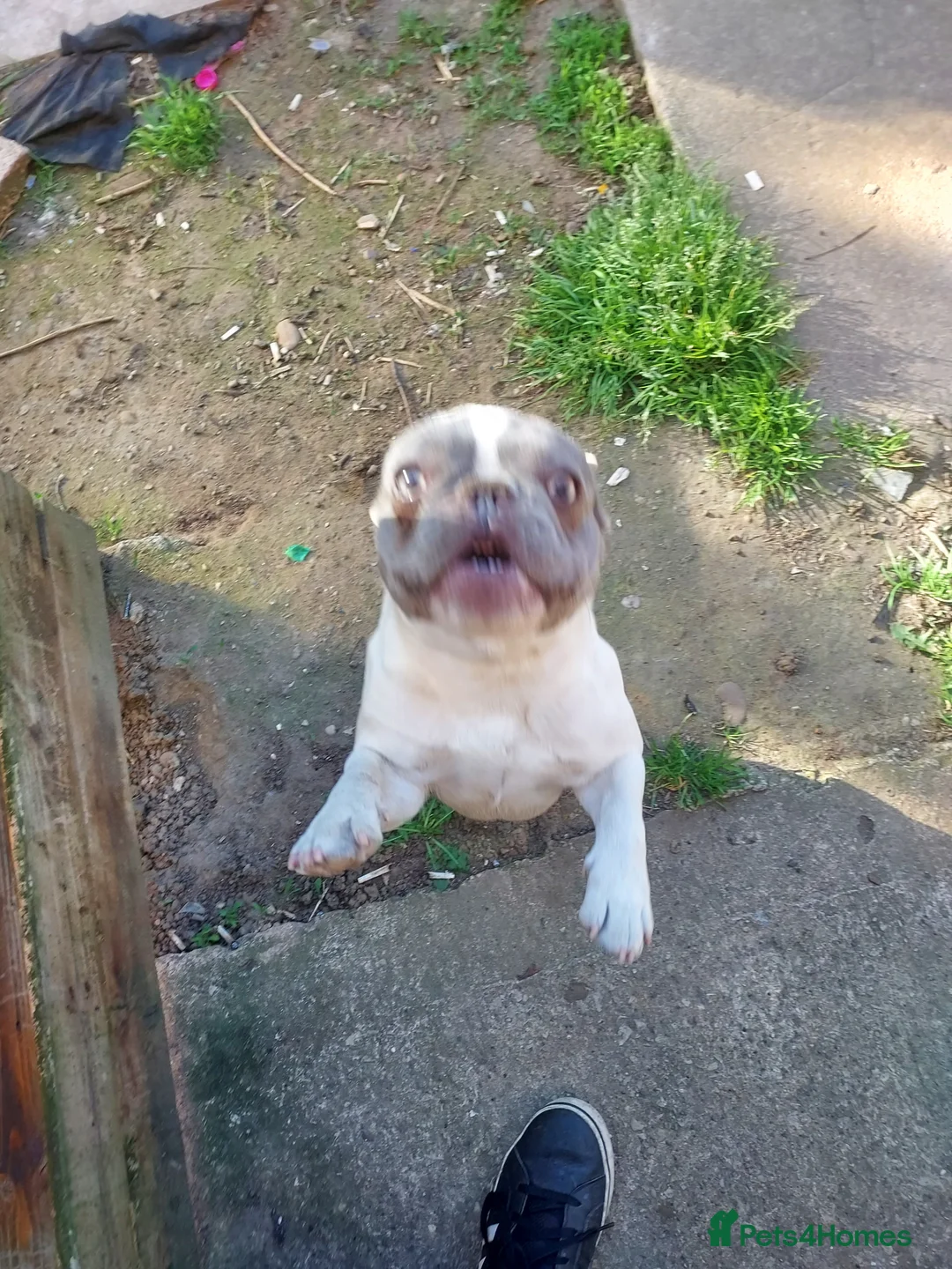 French Bulldog dogs for sale: French bulldog - Advert 2