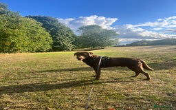 Labrador Retriever dogs for stud: Male for stud - Image 6