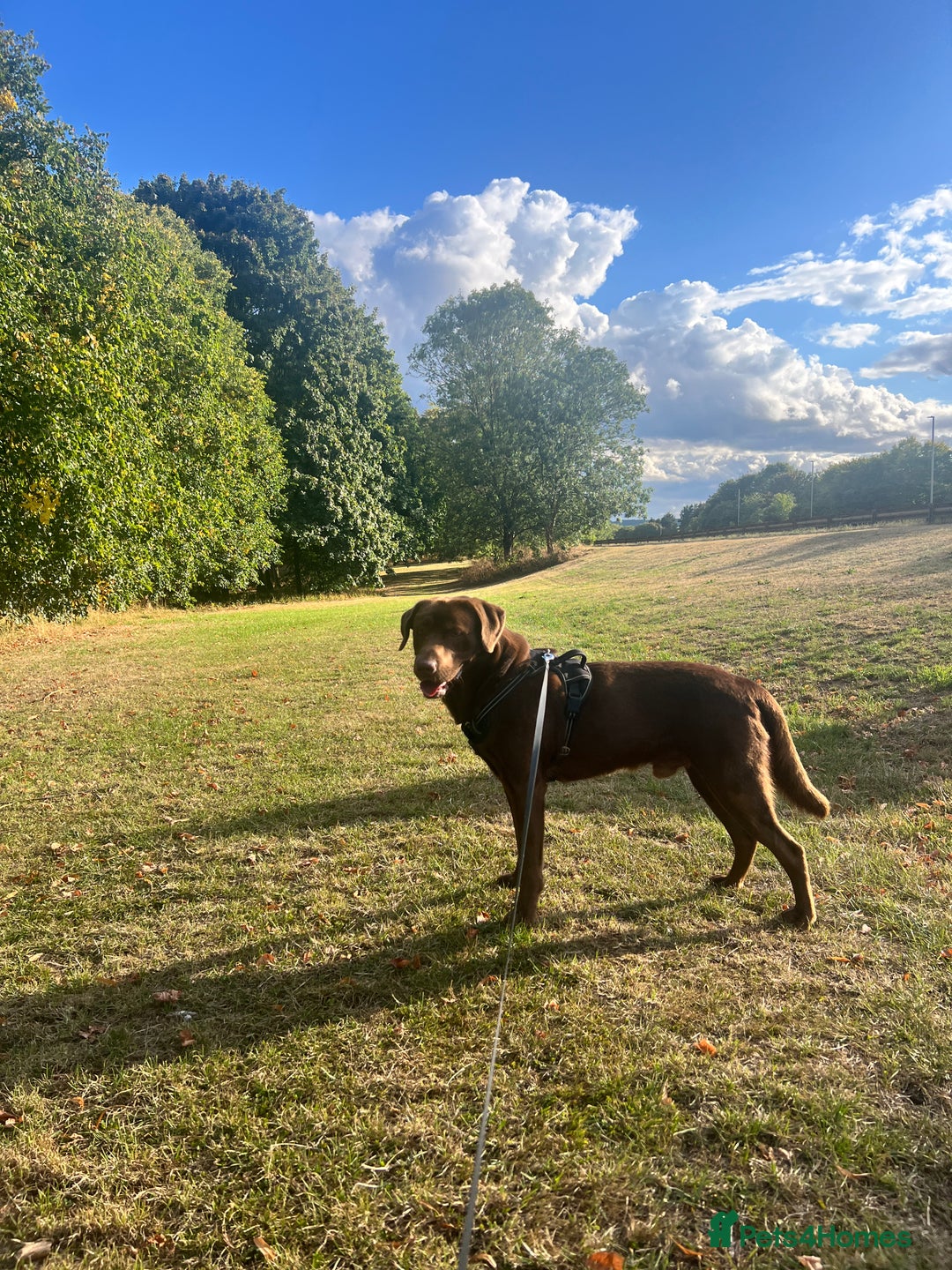 Labrador Retriever dogs for stud: Male for stud - Image 6