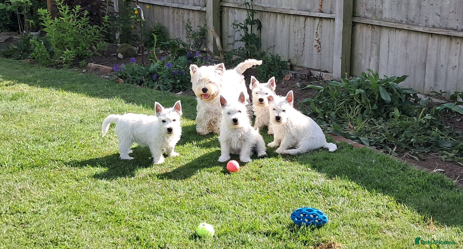 West Highland Terrier dogs West highland white terrier  - Advert 1