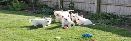 West Highland Terrier dogs for sale: West highland white terrier  - Advert 19