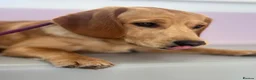 Cockerdor dogs for stud: Gorgeous cockerdor FOR STUD - Advert 12
