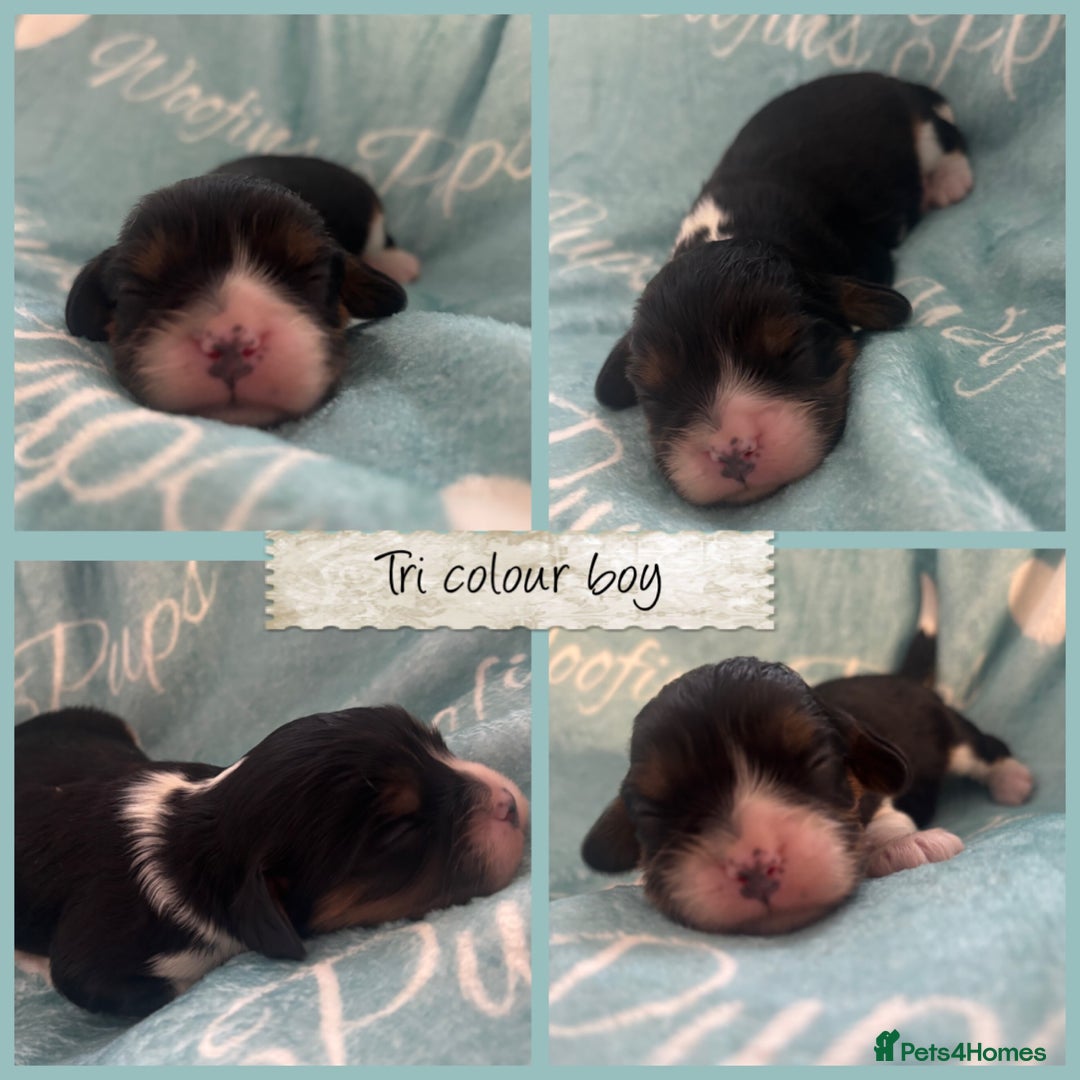 Cavalier King Charles Spaniel dogs for sale: 💛Beautiful Cavalier King Charles Spaniels💛 - Advert 3