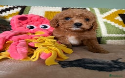 Cavapoo dogs for sale: stunning Cavapoos  - Image 1