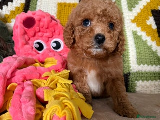 Cavapoo dogs - Advert 2
