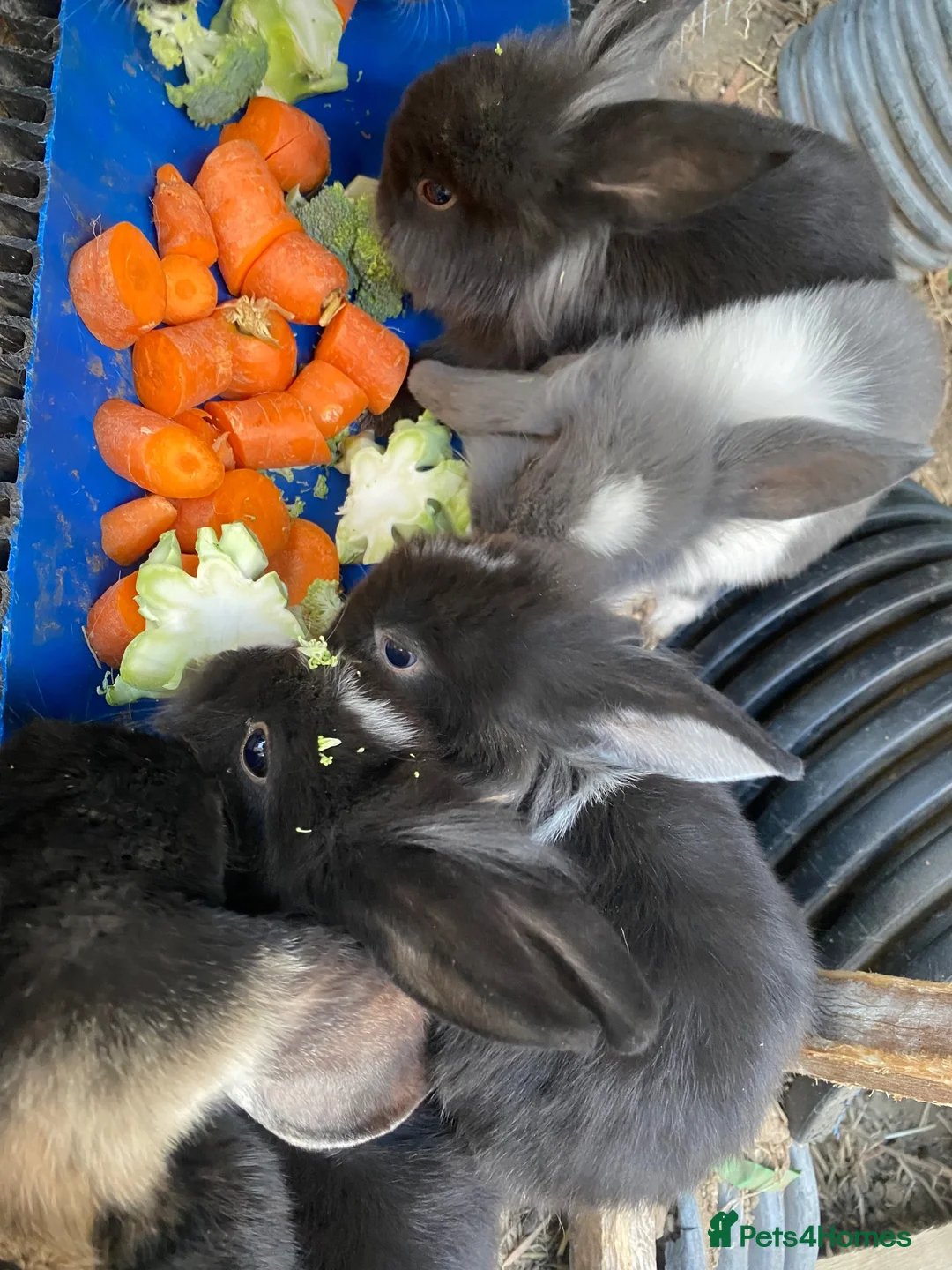 Mini Lion Lop rabbits for sale: 8 loinlops  - Advert 1