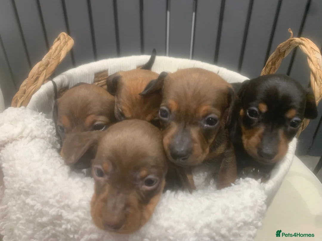 Dachshund dogs for sale: Mini dachshund puppies  - Advert 2