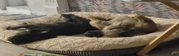 French Bulldog dogs for sale: Rita roo - Advert 4