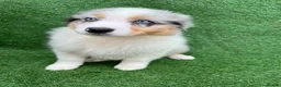Australian Shepherd dogs for sale: Australian Shepherd Puppies  - Advert 4