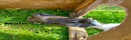 Guinea Pig rodents for sale: Guinea pig babies . Mixed breeds  - Advert 15