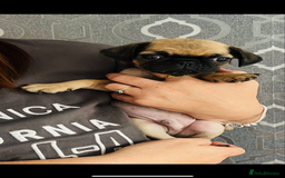 Pug dogs for sale: Pug puppies for sale  - Image 9