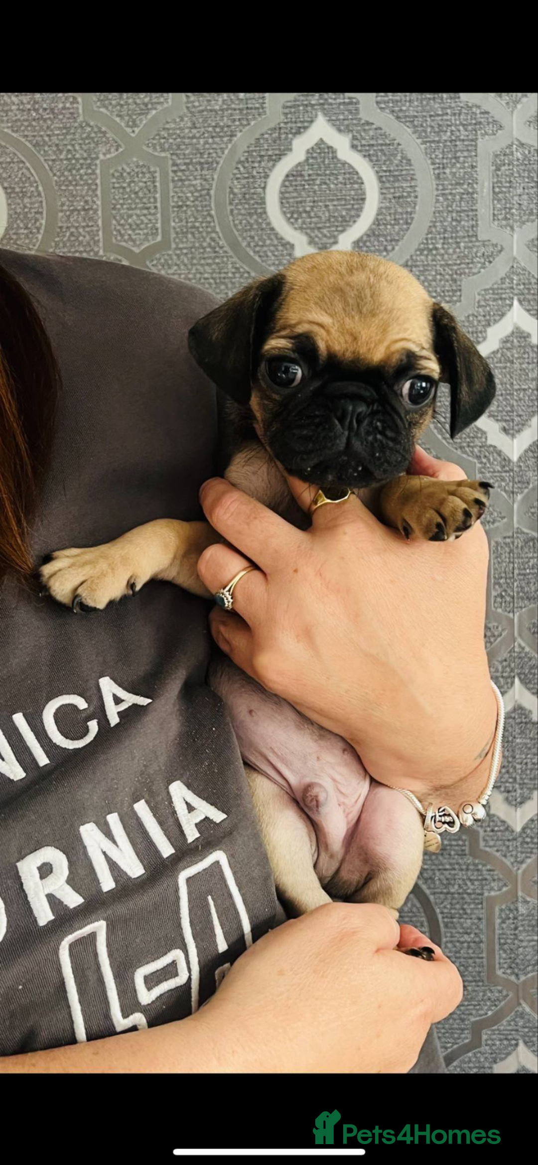 Pug dogs for sale: Pug puppies for sale  - Image 9