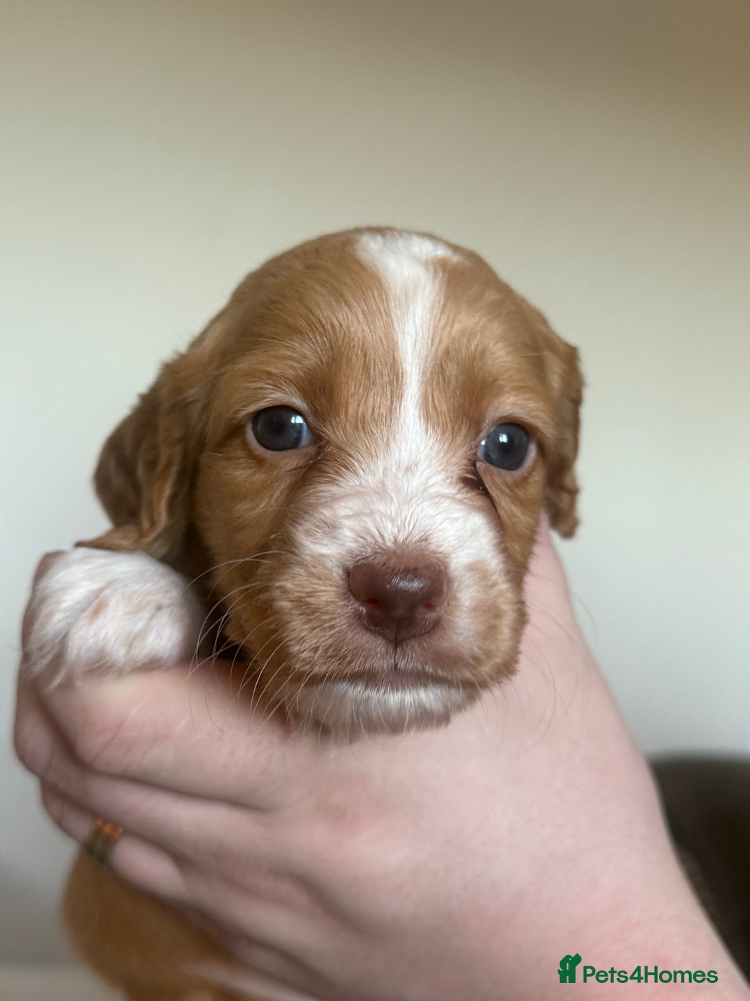 Cocker Spaniel dogs for sale: Beautiful cocker spaniels  - Advert 6