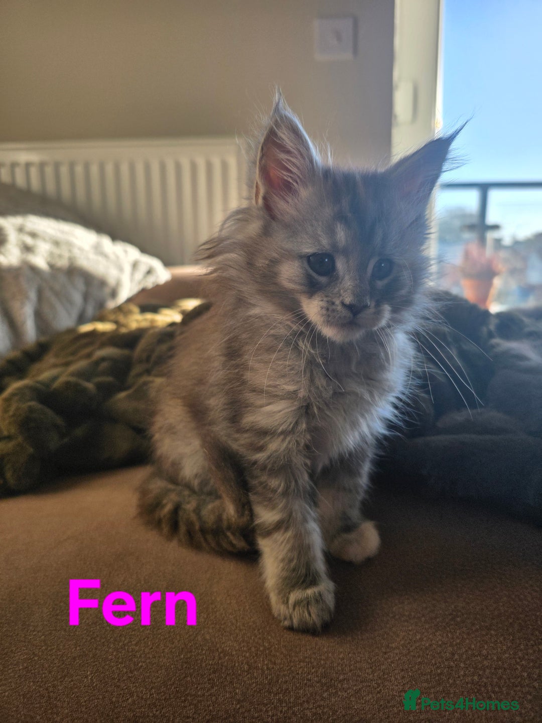 Maine Coon cats for sale: Rare Pure Breed Mainecoon Kitten - Advert 28