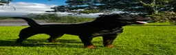 Rottweiler dogs for stud: Alfie  - Advert 14