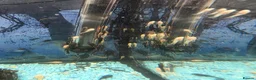 Plecos fish for sale: Albino - Black Plecos for sale  - Advert 4