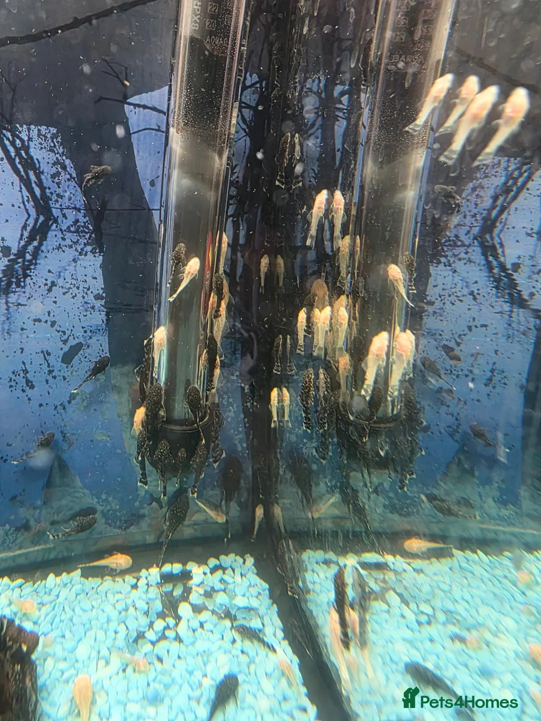 Plecos fish for sale: Albino - Black Plecos for sale  - Advert 4