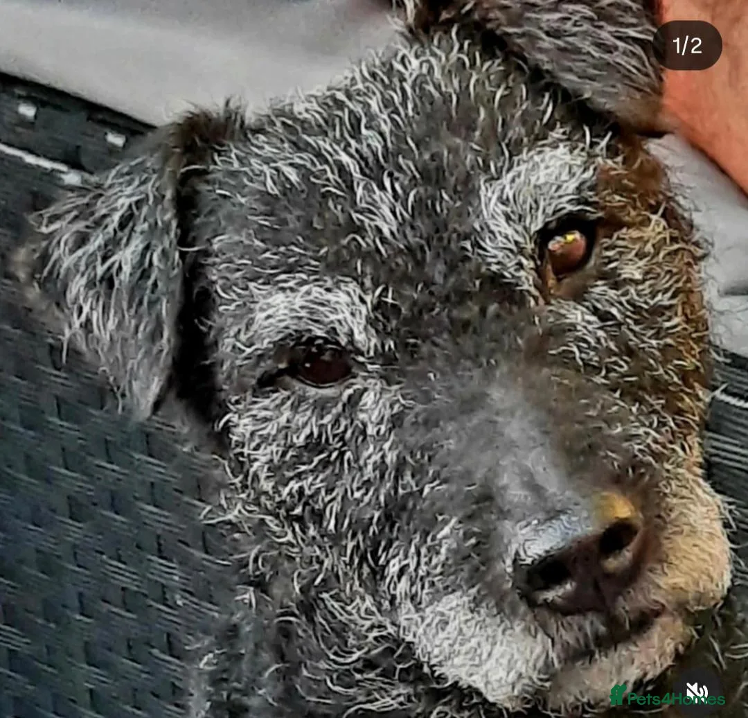 Patterdale Terrier dogs for sale: Patterdale terrier dog in Middlewich - Advert 2