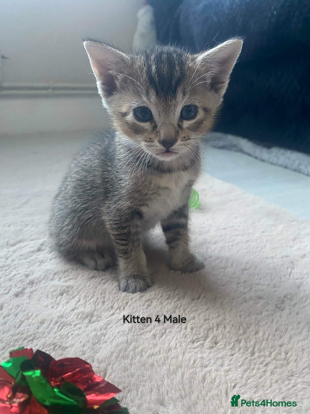 Mixed Breed cats for sale: Siamese Bengal mix kittens  - Advert 15