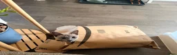 Snowshoe cats for sale: Snowshoe kitten  Looking for a Loving Home - Advert 17