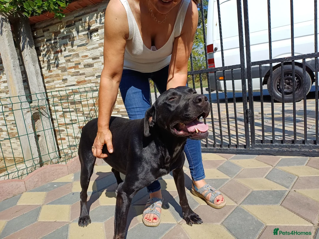 Mixed Breed dogs for adoption: Beautiful and Gentle JULIETTE - for a Loving Home in Nottingham - Advert 19