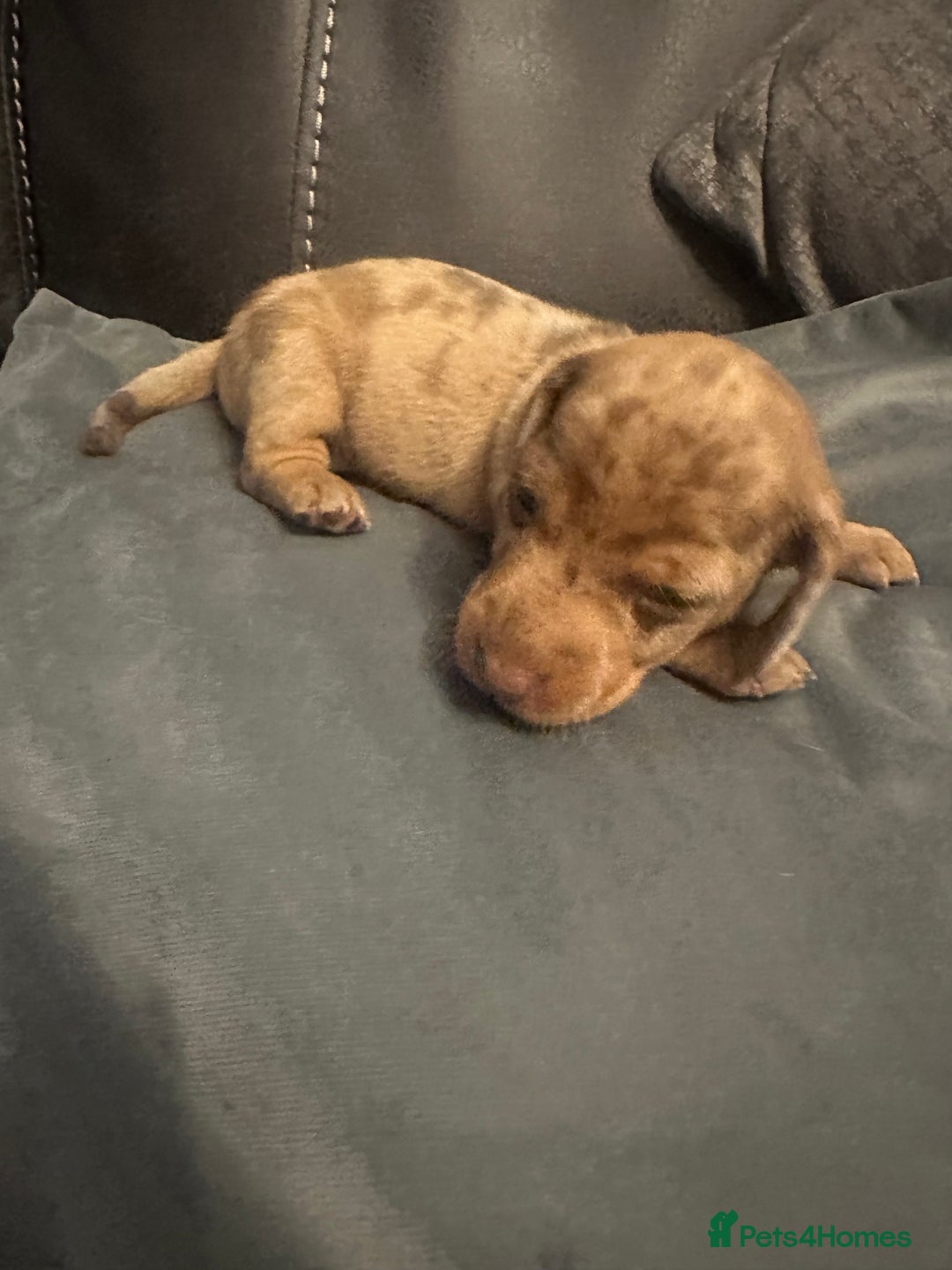 Miniature Dachshund dogs for sale: Mini Dachshund  - Image 9