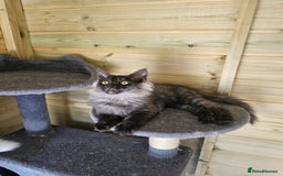 Maine Coon cats for sale: Maine Coon  - Image 6