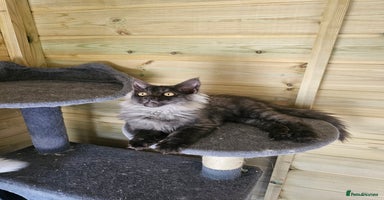Maine Coon cats - Advert 4