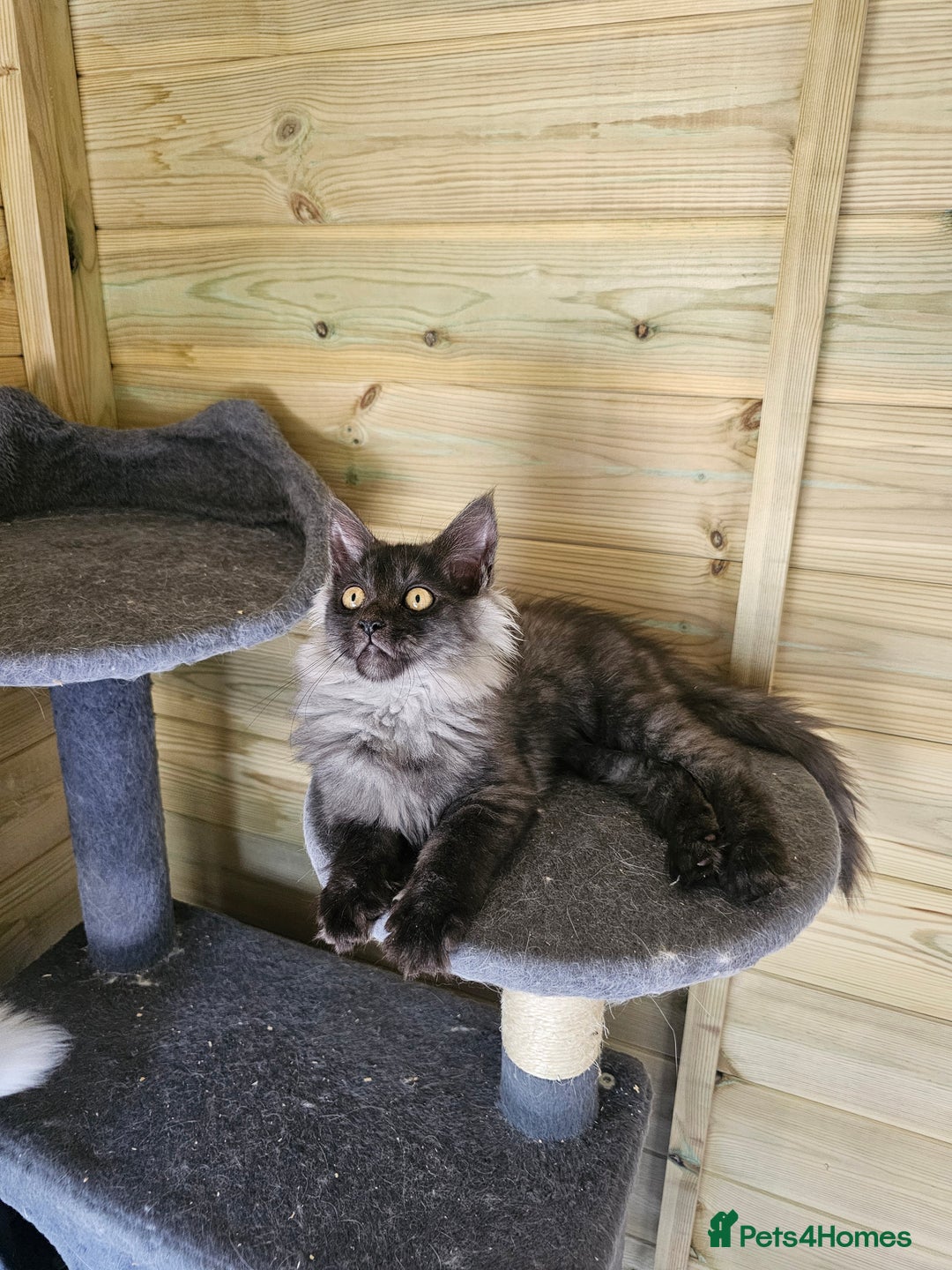 Maine Coon cats for sale: Maine Coon  - Image 6
