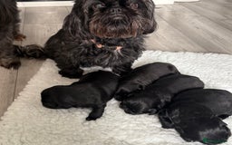 Shih Tzu dogs for sale: Shih tzu puppies for sale  - Image 10