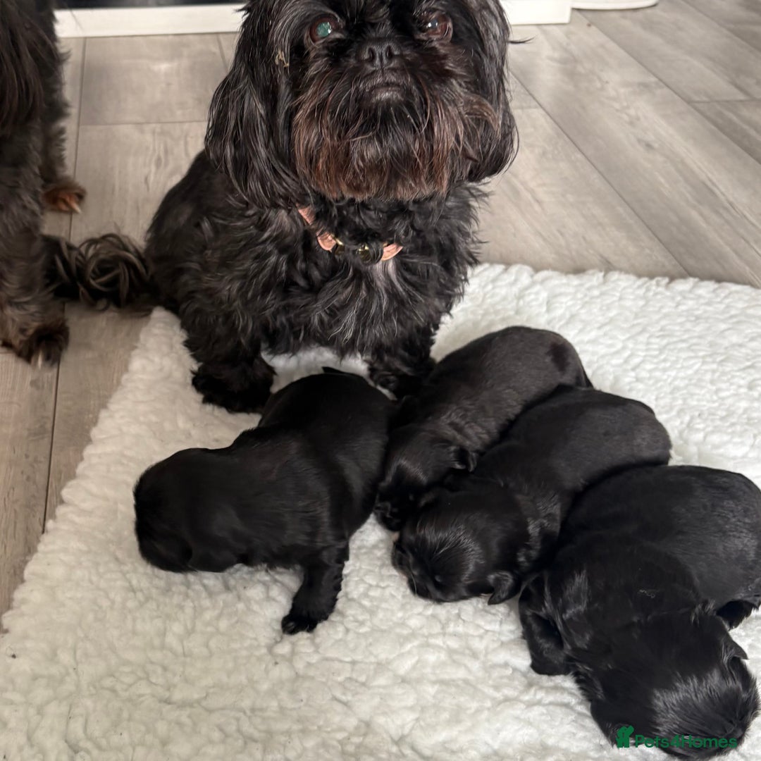 Shih Tzu dogs for sale: Shih tzu puppies for sale  - Image 10