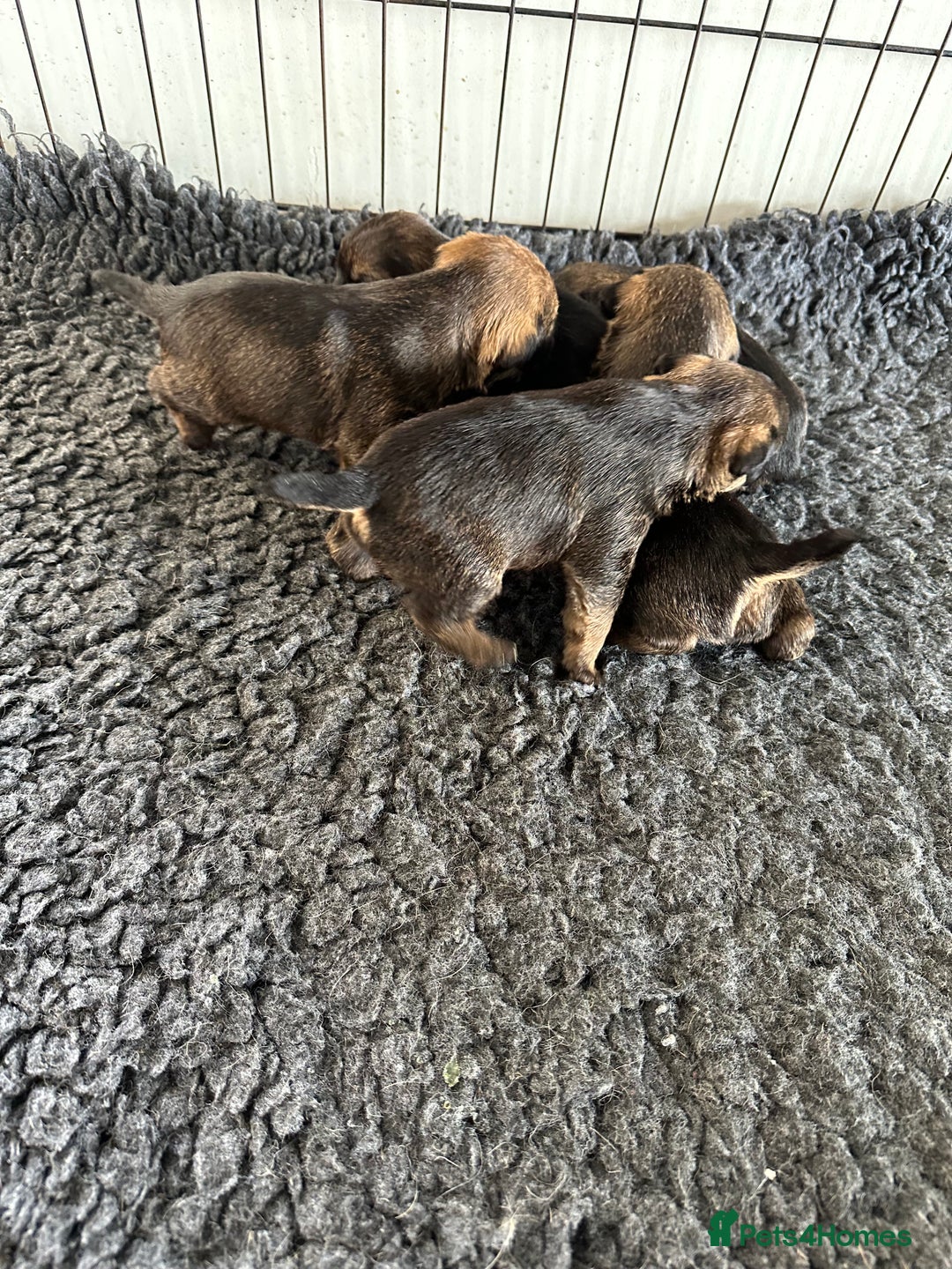 Border Terrier dogs for sale: Beautiful border terrier pups - Image 4