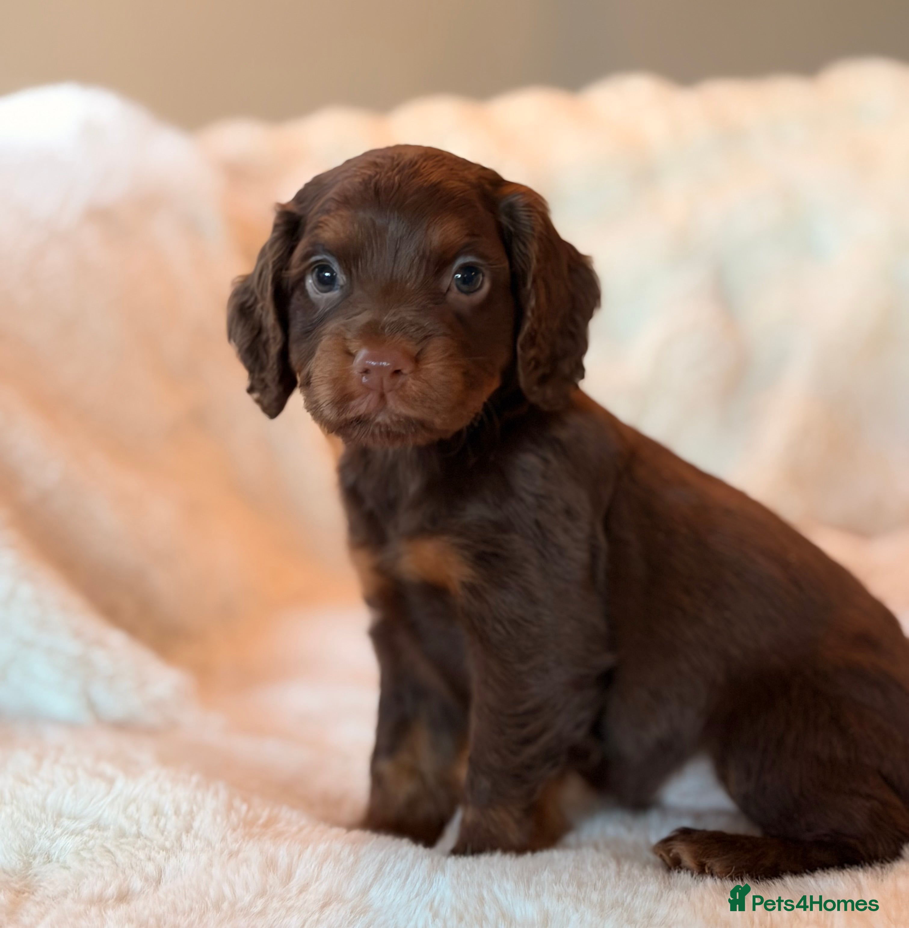 Cocker Spaniel dogs BEAUTIFUL KC REG CHOC-TAN COCKER SPANIEL PUPS - Advert 4