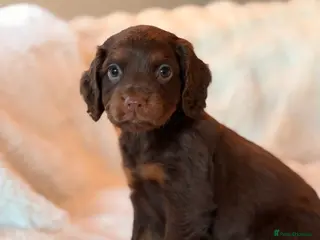 Cocker Spaniel dogs BEAUTIFUL KC REG CHOC-TAN COCKER SPANIEL PUPS - Advert 4