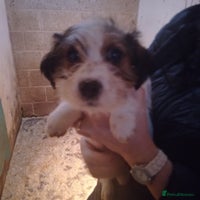 Jack Russell dogs - Advert 4