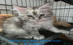 Maine Coon cats for sale: Maincoon Kitten For Sale - Image 19