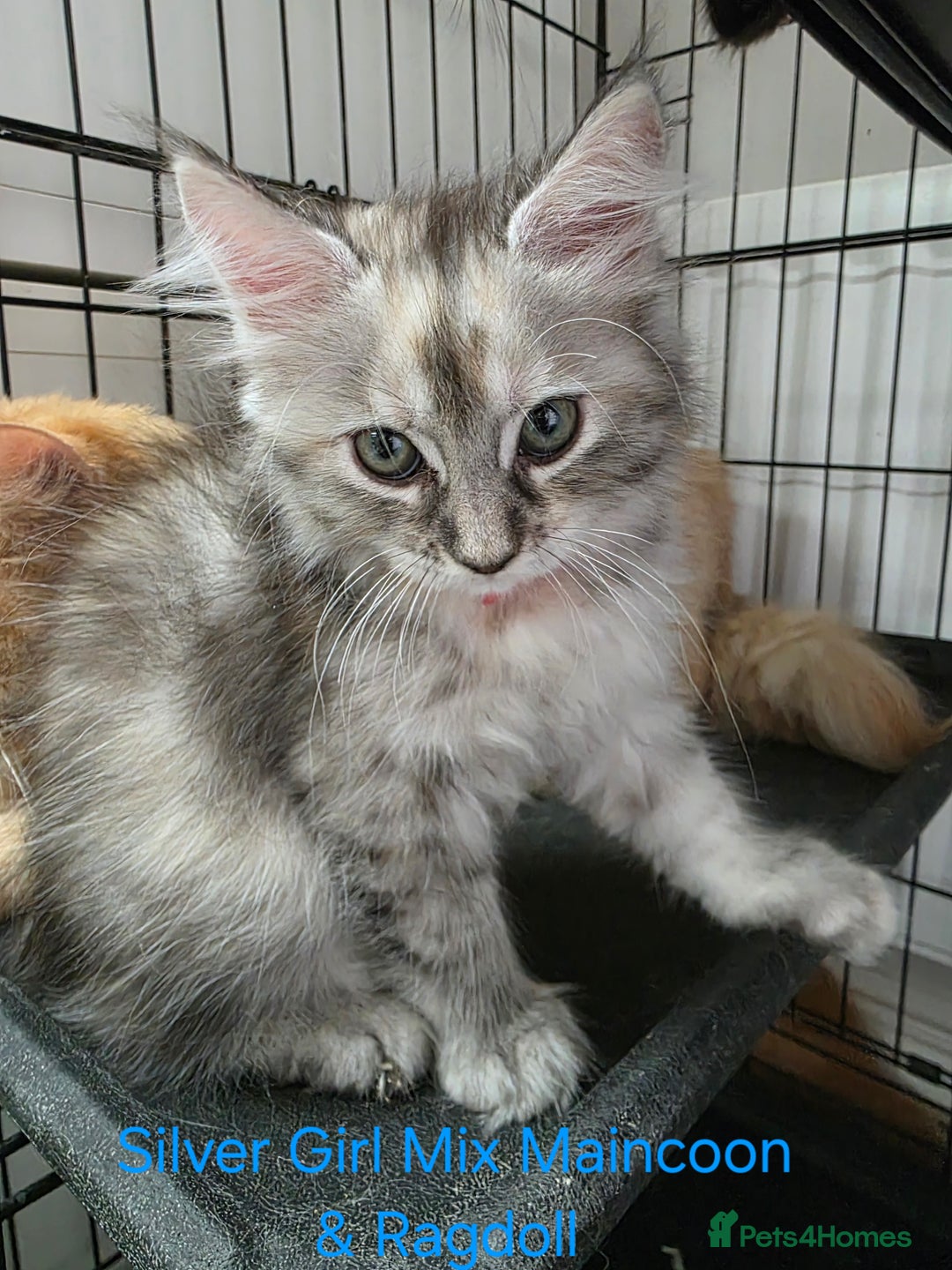 Maine Coon cats for sale: Maincoon Kitten For Sale - Image 19
