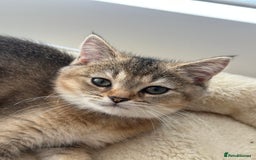 British Shorthair cats for sale: ‼️Ready now, last kitten left TICA registered  - Image 17